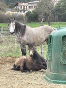 Ponette DSA 10ans grand C