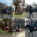 Adorable jument de 7 ans