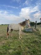 Jument champagne homozygote 