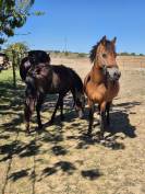 Ponette B baie 1m20 &ndash; 2012 &ndash; Origine hollandaise