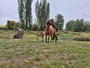 Ponette B baie 1m20 &ndash; 2012 &ndash; Origine hollandaise