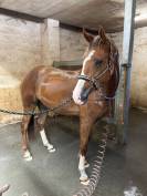 Hongre 5 ans tr&egrave;s joli mod&egrave;le 