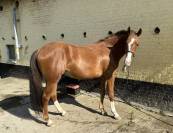 Hongre 5 ans tr&egrave;s joli mod&egrave;le 