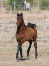 Superbe poulain PSAR 