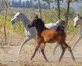 Superbe poulain PSAR 