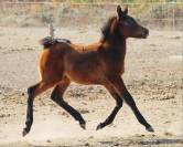 Superbe poulain PSAR 