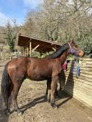 O&rsquo;lastar de Loliban&rsquo;s 