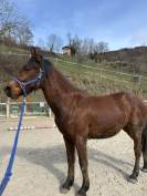 O&rsquo;lastar de Loliban&rsquo;s 