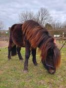 M&acirc;le de 2 ans RBP