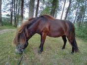 M&acirc;le de 2 ans RBP