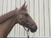Jument 5 ans 