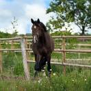 Hongre de 4 ans (El Torreo de Muze &times; Diamant de Semilly