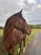 Jument pur sang de 14 ans 