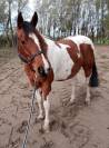 Paint horse 12 ans
