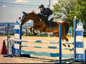 Cheval &agrave; vendre super gentil polyvalent:  obstacles, cross ou dressage 