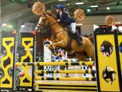 Cheval &agrave; vendre super gentil polyvalent:  obstacles, cross ou dressage 