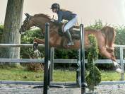 Cheval &agrave; vendre super gentil polyvalent:  obstacles, cross ou dressage 