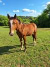 Poney PFS 