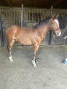 Poney PFS 