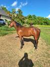 Colt French Saddle Pony For sale 2025 Bay