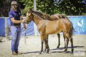 Colt French Saddle Pony For sale 2025 Bay