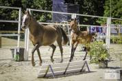 Colt French Saddle Pony For sale 2025 Bay