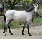 Poney Hors Cote - Oriente CSO 