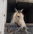 Poney Hors Cote - Oriente CSO 