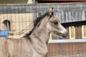 M&acirc;le Welsh Pony