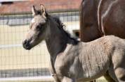 M&acirc;le Welsh Pony
