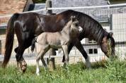 M&acirc;le Welsh Pony