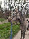 Jeune cheval SF 4 ans 