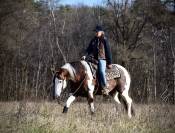 Etalon Paint-Horse  bai tobiano