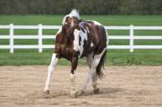 Etalon Paint-Horse  bai tobiano