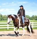 Etalon Paint-Horse  bai tobiano