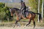 Hongre 14 ans CSO, CCE, dressage 