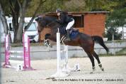 Hongre 14 ans CSO, CCE, dressage 