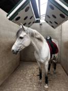 Cheval &agrave; vendre 