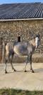 Cheval pur sang arabe