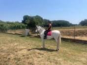  CHEVAL PRE EN VENTE A GERONE