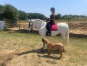  CHEVAL PRE EN VENTE A GERONE