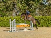 Top jument de 4 ans par Diamant de Semilly 