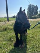 CLAUDE - 6ans - Ponette Irish Cob