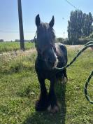CLAUDE - 6ans - Ponette Irish Cob