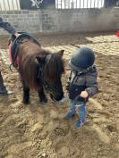 Merrie Shetland Te koop 2014 Zwart