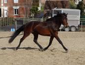 entier connemara 3 ans