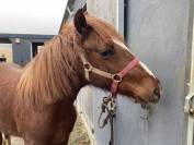 Gelding French Saddle Pony For sale 2024 Chesnut