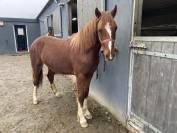 Gelding French Saddle Pony For sale 2024 Chesnut