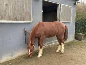 Gelding French Saddle Pony For sale 2024 Chesnut
