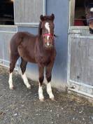 Gelding French Saddle Pony For sale 2024 Chesnut